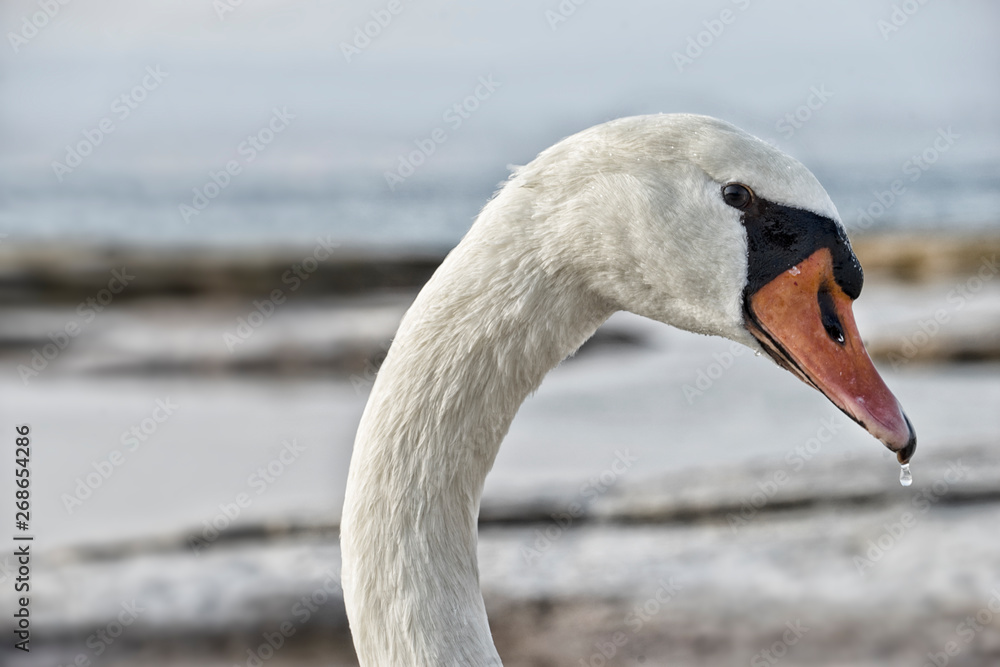 Obraz premium Tiere. Vogel.