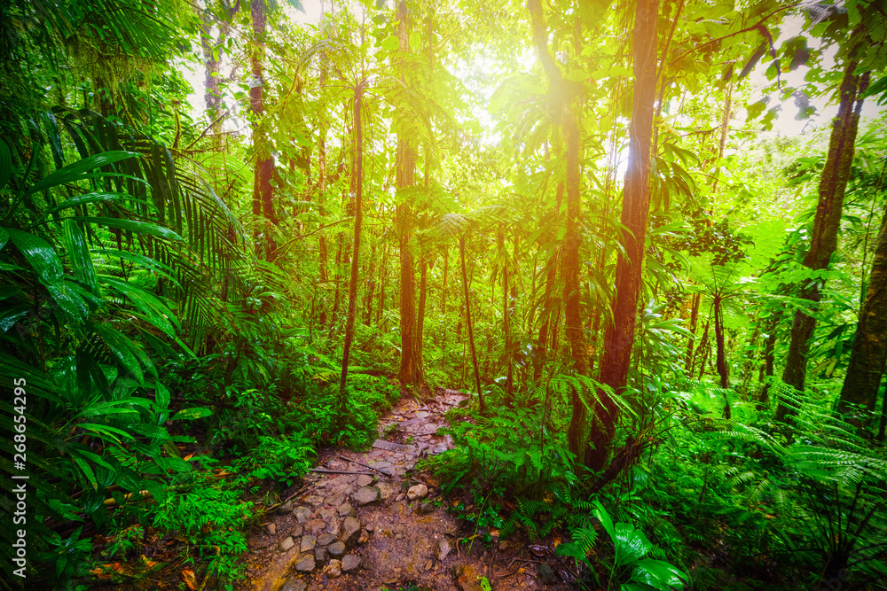 Dirt path in Guadeloupe jungle