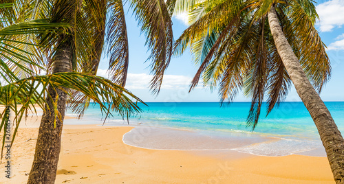 Palms in La Perle beach in Guadeloupe