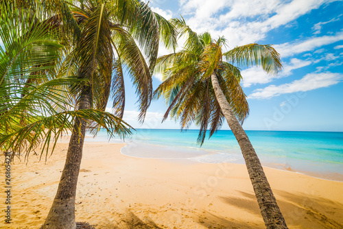 Palm trees in La Perle beach in Guadeloupe