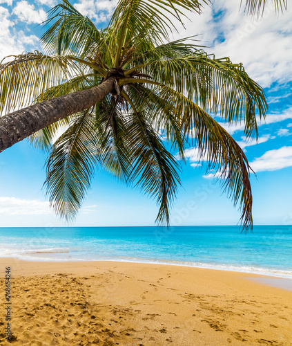 Fototapeta Naklejka Na Ścianę i Meble -  Palm tree and golden sand in La Perle beach