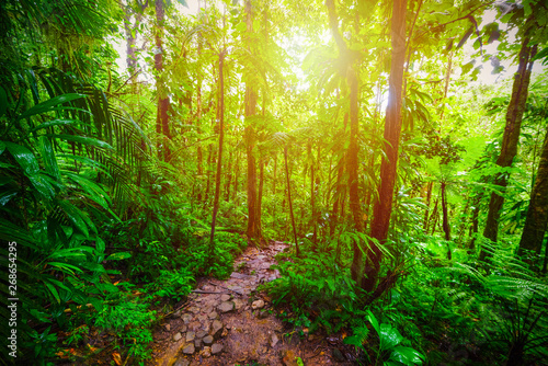 Fototapeta Naklejka Na Ścianę i Meble -  Dirt path in Guadeloupe jungle