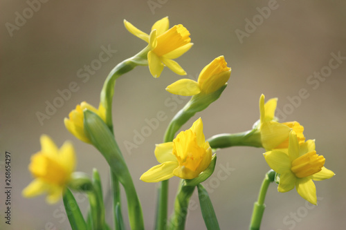 Fototapeta Naklejka Na Ścianę i Meble -  Spring daffodils