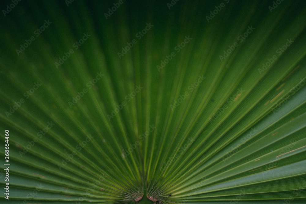Obraz premium palm leaves background