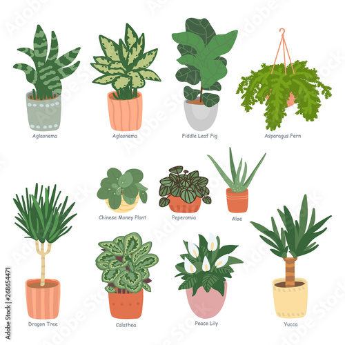 Houseplants collection isolated on white background. Home garden. Vector illustration in the of hand-drawn flat