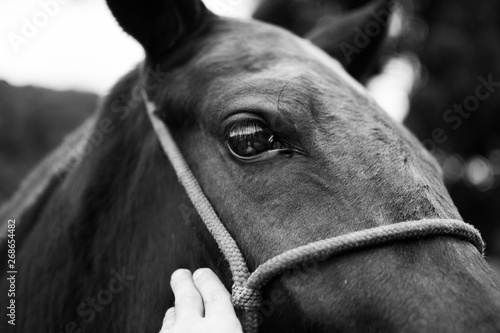 head of a horse © johnkennedy