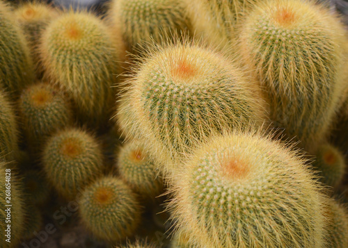 cactus in bloom