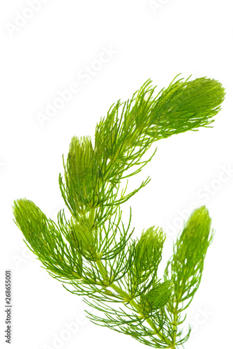 Obraz na płótnie Hornwort ( Ceratophyllum demersum ) on white background.