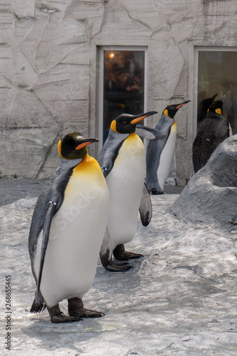 旭山動物園のペンギン