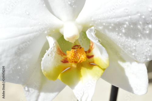 Obraz w ramie Orchidee mit Wassertropfen