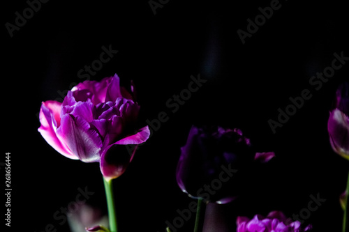 Bright and unusual tulips on a monophonic black background. Night photographing in a garden with flowers.