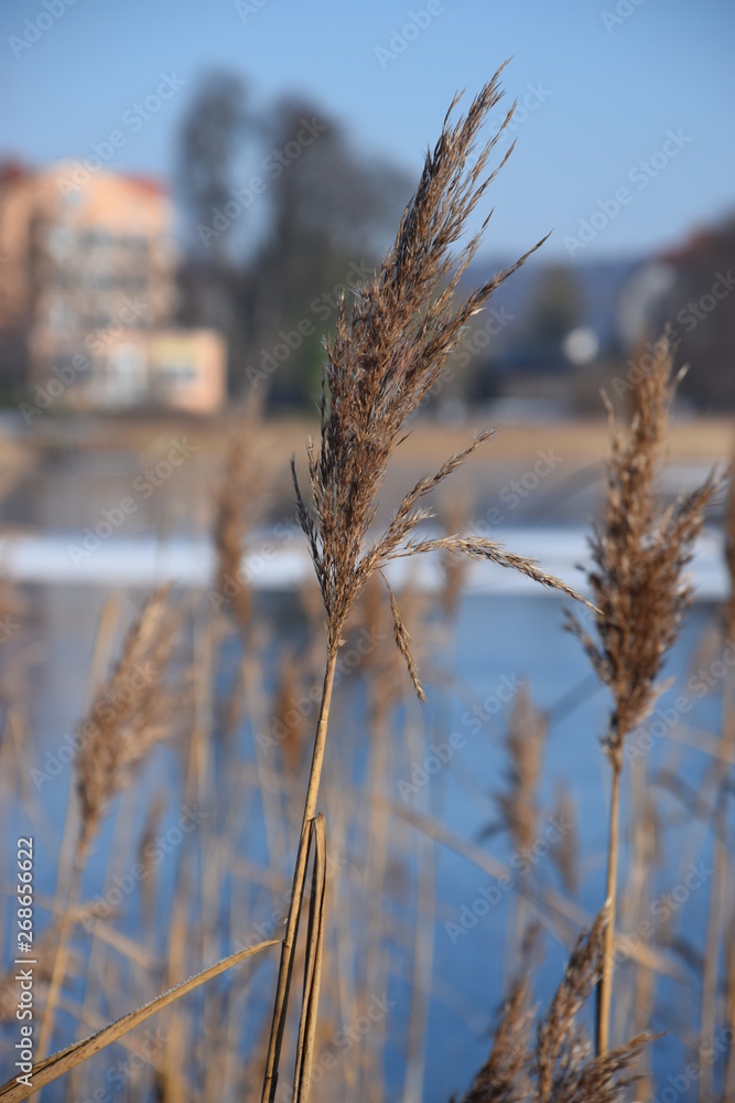 Fototapeta premium Schilf Winter am See