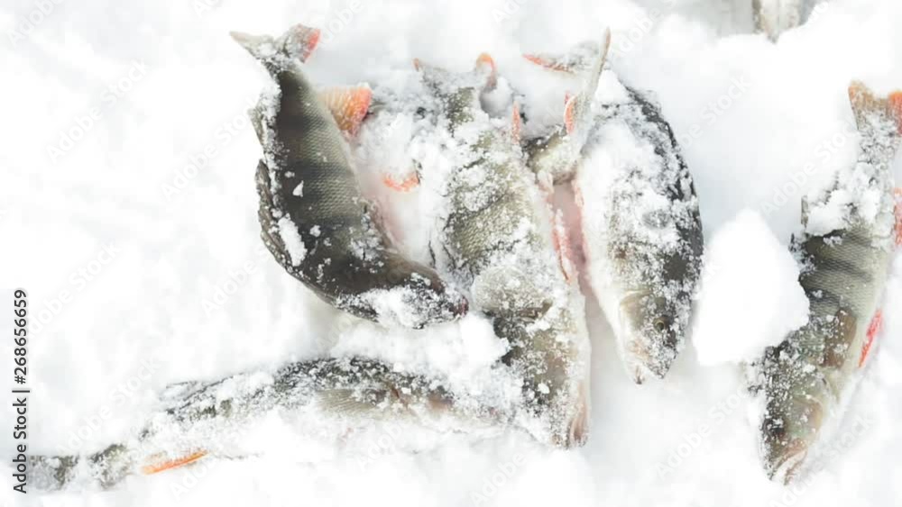 fresh fish caught in the winter ice fishing fresh fish caught in the winter ice fishing