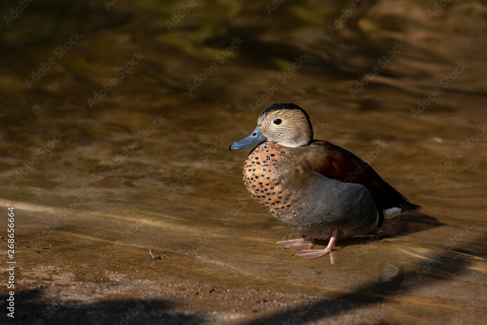 Fototapeta premium Full body of adult male ringed teal duck