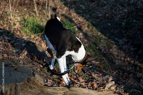 ansicht auf einen dreifarbigen jack russell auf einem waldboden  in meppen emsland deutschland fotografiert während eines spaziergangs in der natur photo