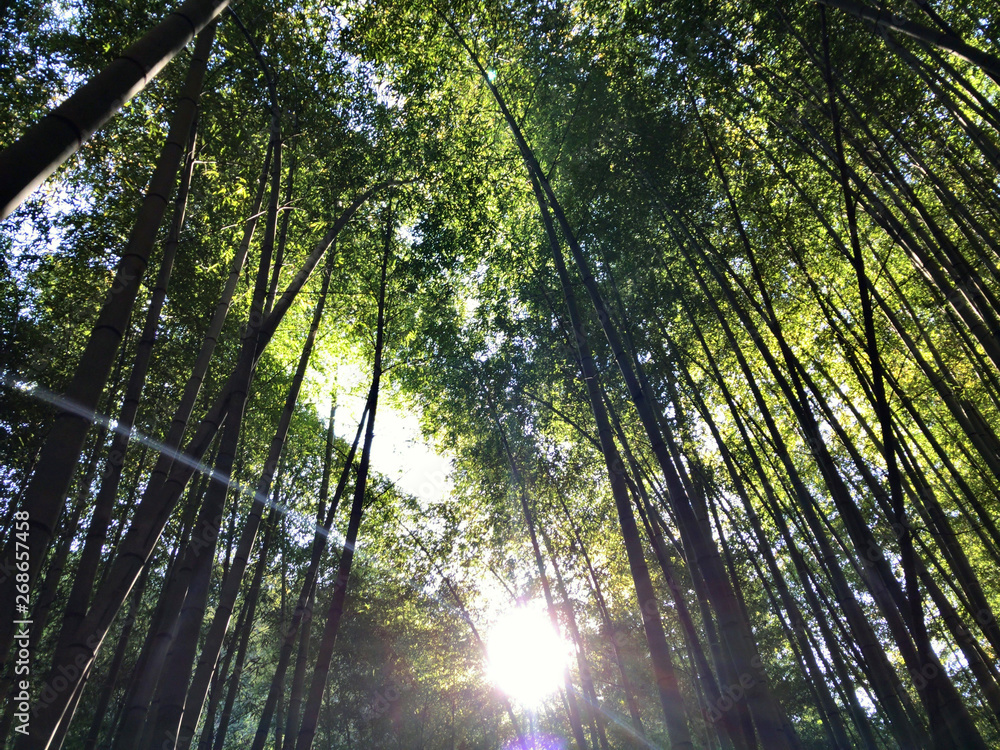 Fototapeta premium 早朝の竹林から日の出