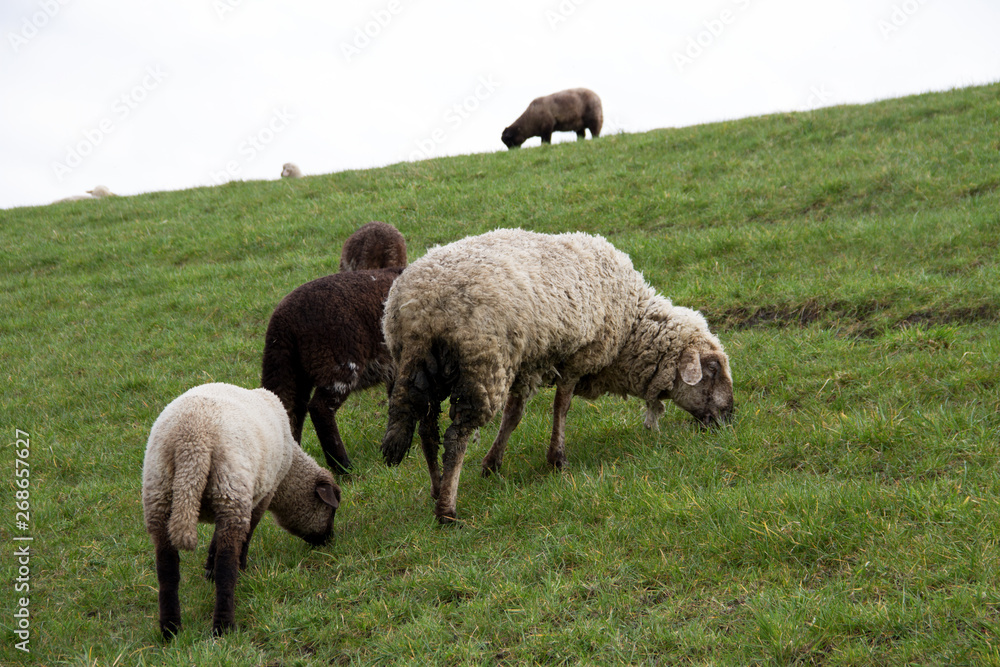 blick auf grasende schafe auf einem hügel in rhede emsland deutschland fotografiert während eines spaziergangs in der natur blick auf grasende schafe auf einem hügel in rhede emsland deutschland fotografiert während eines spaziergangs in der natur