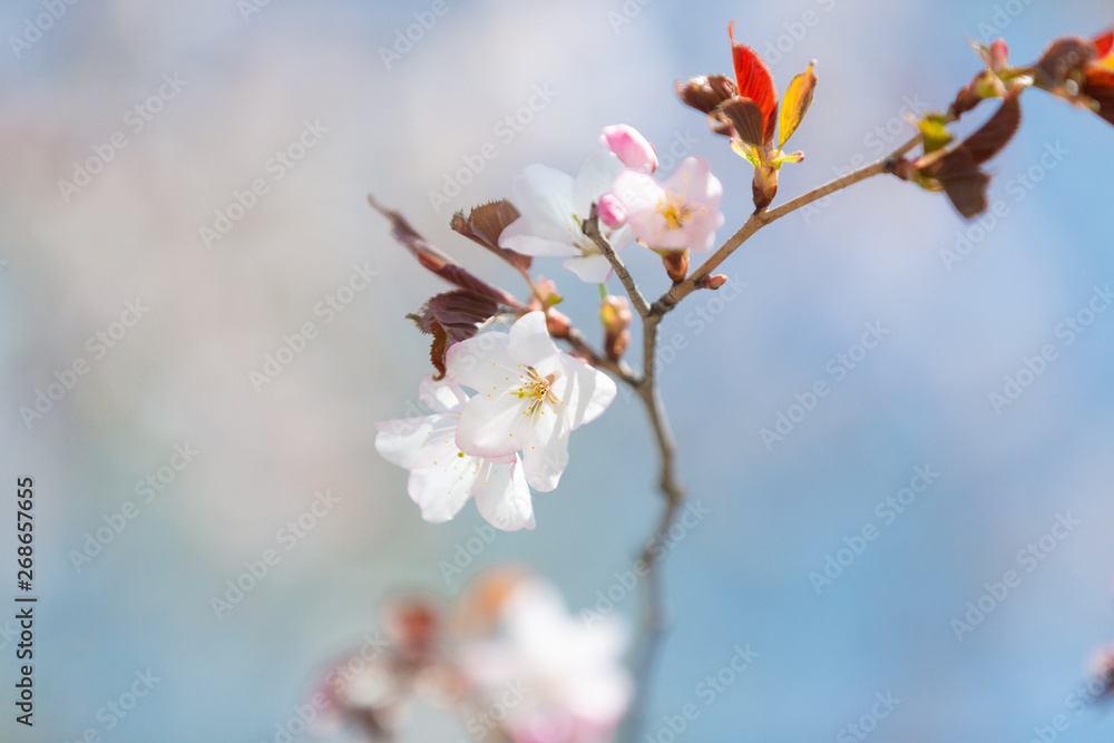 Beautiful Sakura Flower or Cherry Blossom on blue sky Background Beautiful Sakura Flower or Cherry Blossom on blue sky Background