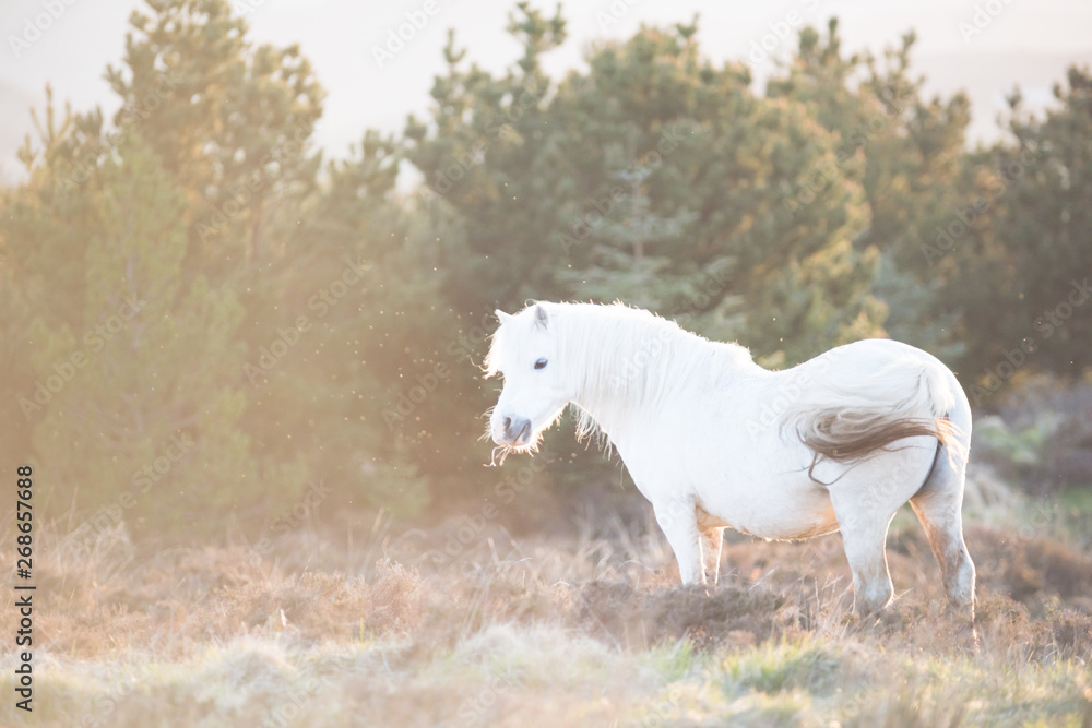 White horse - beautiful white stallion running on a meadow at dawn