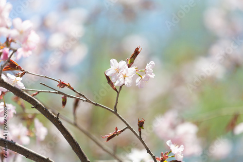 Beautiful Sakura Flower or Cherry Blossom on blue sky Background