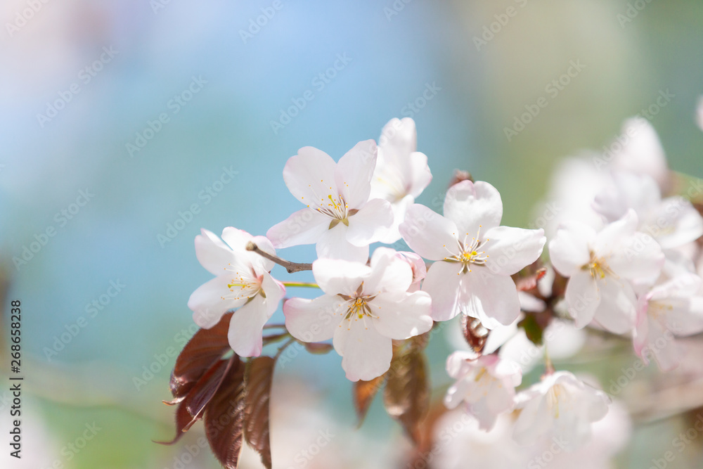 Beautiful Sakura Flower or Cherry Blossom on blue sky Background Beautiful Sakura Flower or Cherry Blossom on blue sky Background