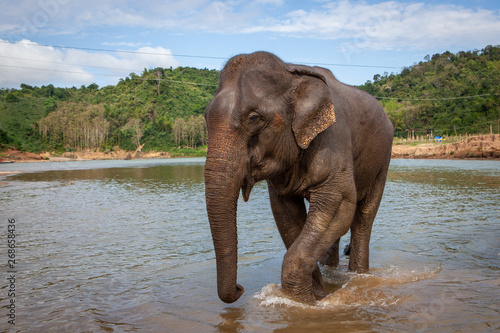 Asian Elephant (Elephas maximus) walking in a fleet river near Luang Prabang
