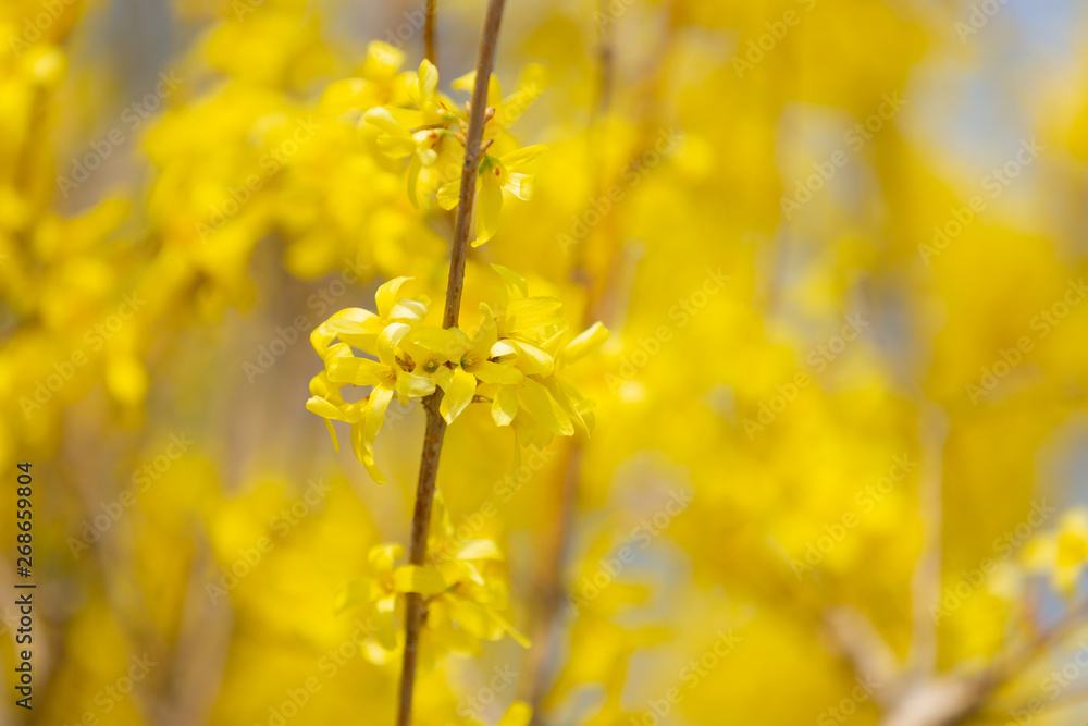 Beautiful Yellow blooming Forsythia flowers in spring, blue sky on background. Beautiful Yellow blooming Forsythia flowers in spring, blue sky on background.