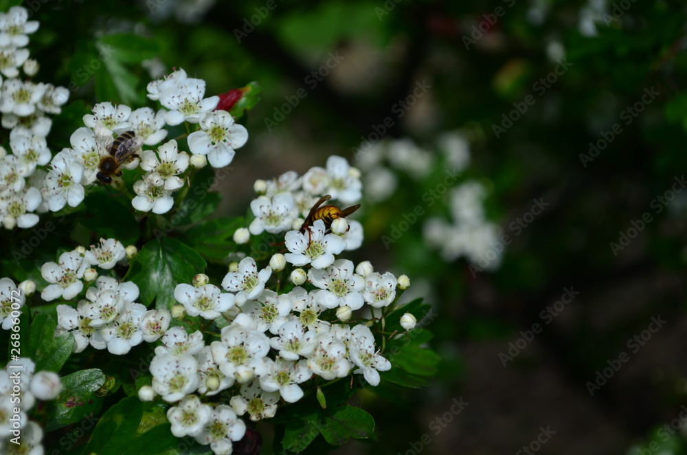 beautiful little white hawthorn flowers on a tree beautiful little white hawthorn flowers on a tree