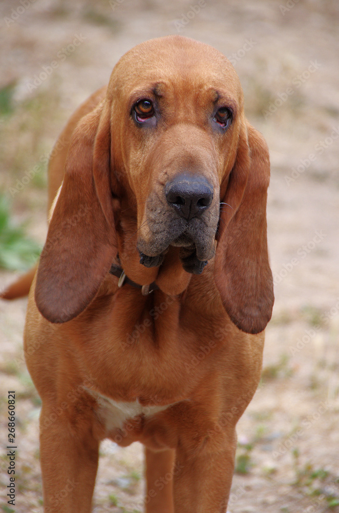 Bloodhound Looking with Sad Eyes