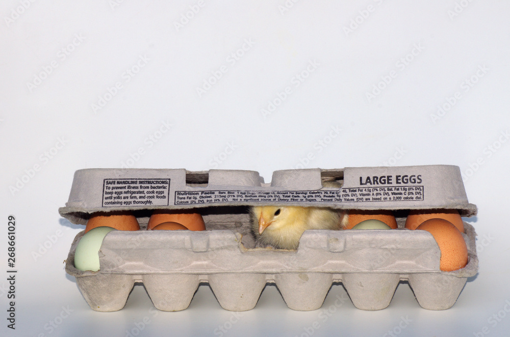 Yellow Chick in Carton of Eggs Yellow Chick in Carton of Eggs