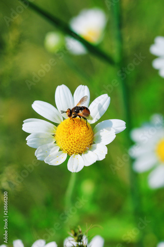 Fy sits on a white daisy, macro.