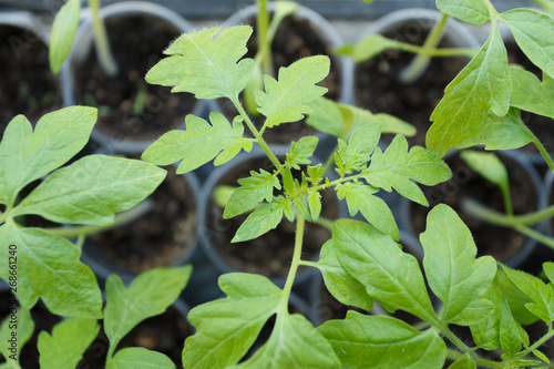 Tomato seedlings in the plastic pots, close up