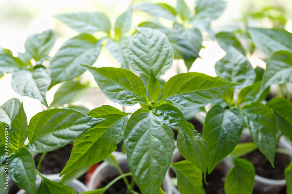Obraz premium Pepper seedling in the plastic cups on the window