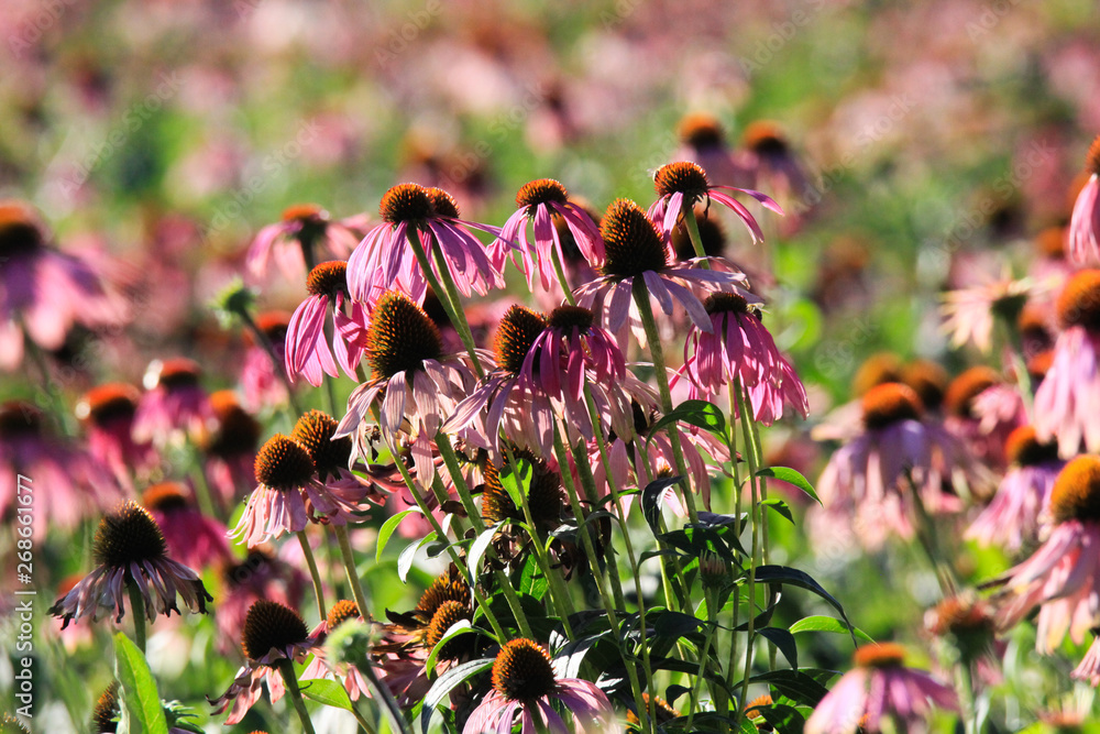 Close up of pink echinacea purpurea blossoms before fading in bright autumn sun and blurred green background - Roermond, Netherlands Close up of pink echinacea purpurea blossoms before fading in bright autumn sun and blurred green background - Roermond, Netherlands