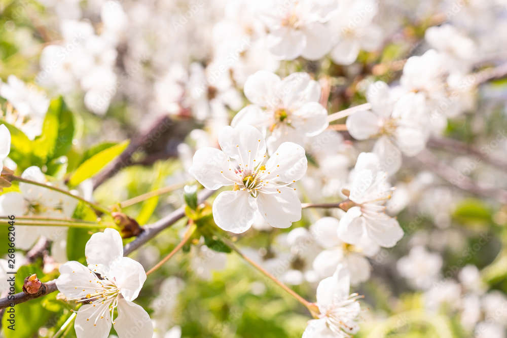 Cherry blossoms tree background Cherry blossoms tree background