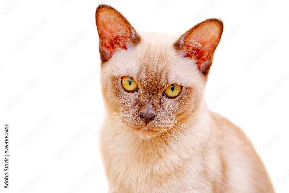 Burmese cat kitty color chocolate, is a breed of domestic cat, originating in Thailand, believed to have its roots near the present Thai-Burma. Burmese cat kitty color chocolate, is a breed of domestic cat, originating in Thailand, believed to have its roots near the present Thai-Burma.