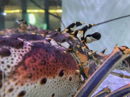 Lobsters in an aquarium tank at a restaurant  photo