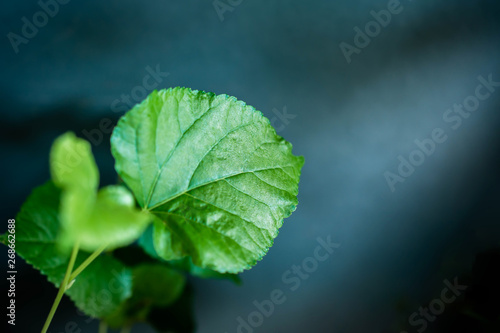 Green Leaf in Dramatic Light. Selective Focus