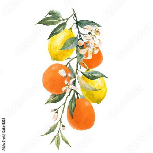 Watercolor citrus fruits vector illustration