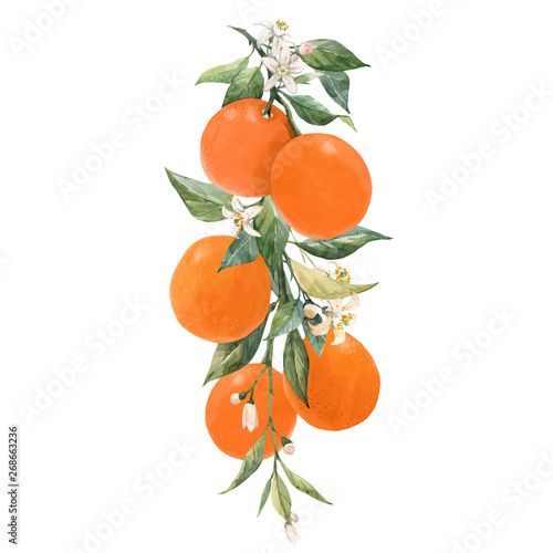 Watercolor citrus fruits vector illustration