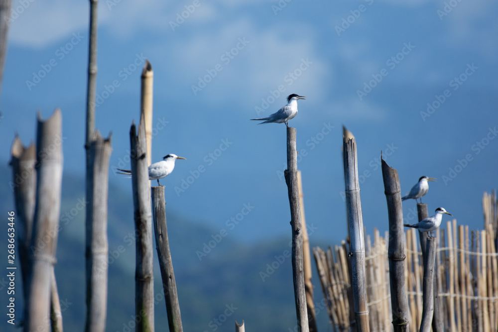 Seagulls at the conservation area ofGuapimirim, located at Guanabara Bay, Rio de Janeiro.  This preservation area in the bay has the largest mangrove area preserved in the state.