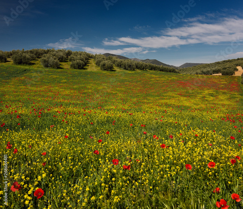 Fallow field of Red Poppies and Yellow Rocket weeds below Olive grove at Puerto Lope Spain © Reimar