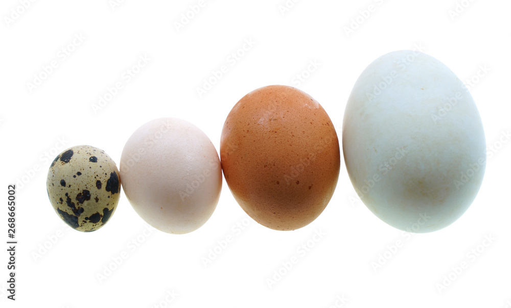 close up on different size eggs isolated on white background
