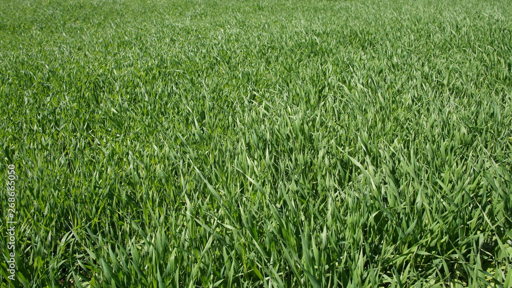 Summer green grass closeup. Large leaves. Agricultural field with plants in the sun. Background for graphic design of agro booklet. Summer green grass closeup. Large leaves. Agricultural field with plants in the sun. Background for graphic design of agro booklet.