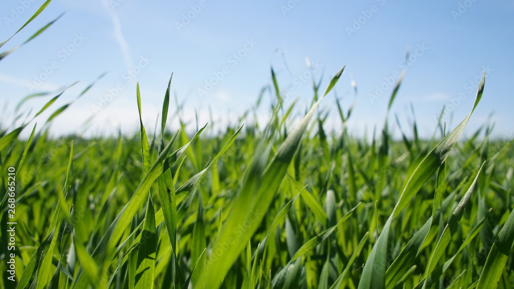 Summer green grass closeup. Large leaves. Agricultural field with plants in the sun. Background for graphic design of agro booklet.