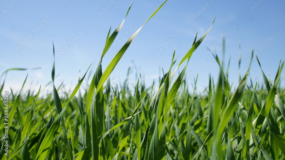 Obraz premium Summer green grass closeup. Large leaves. Agricultural field with plants in the sun. Background for graphic design of agro booklet.