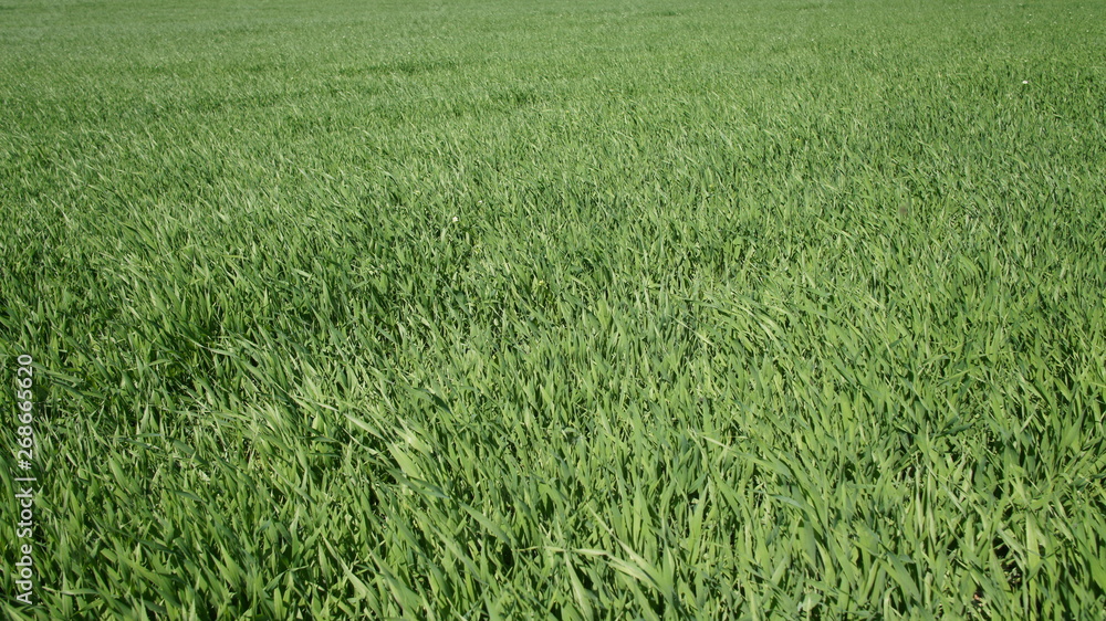 Summer green grass closeup. Large leaves. Agricultural field with plants in the sun. Background for graphic design of agro booklet. Summer green grass closeup. Large leaves. Agricultural field with plants in the sun. Background for graphic design of agro booklet.
