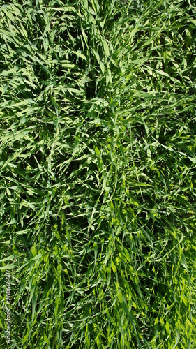 Summer green grass closeup. Large leaves. Agricultural field with plants in the sun. Background for graphic design of agro booklet.