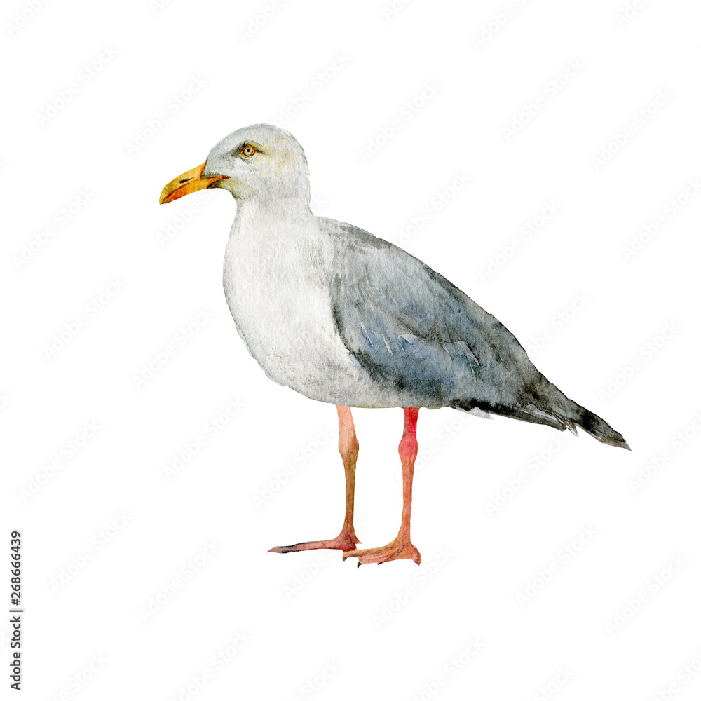 Fototapeta premium Seagull realistic watercolor
