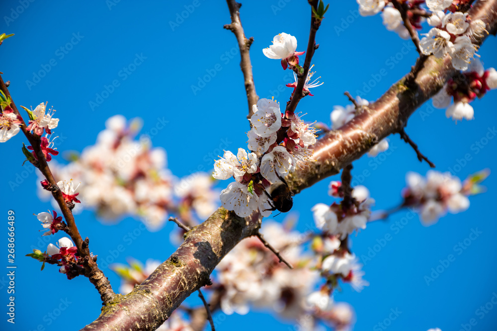 Apricot tree flowers with soft focus. Apricot tree blooming on the bright spring sun against the blue sky Apricot tree flowers with soft focus. Apricot tree blooming on the bright spring sun against the blue sky